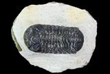 Bargain, Austerops Trilobite - Ofaten, Morocco #106002-1